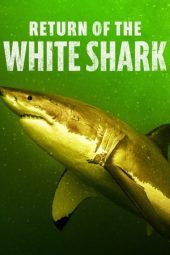 Nonton film Return of the White Shark (2023) terbaru rebahin layarkaca21 lk21 dunia21 subtitle indonesia gratis
